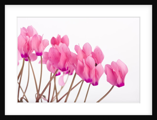 Pink Cyclamen by Anonymous