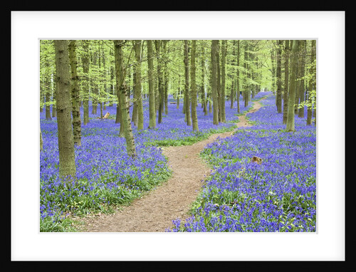 Path Winding Through Beech Forest and Bluebells by Anonymous