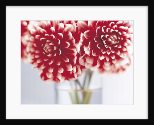 Dahlias in vase by Anonymous