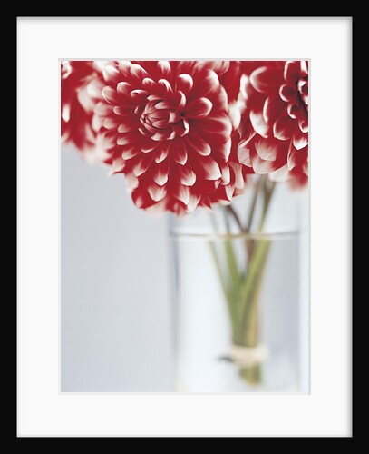 Dahlias in vase by Anonymous