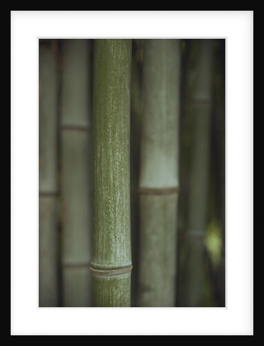 Bamboo by Anonymous