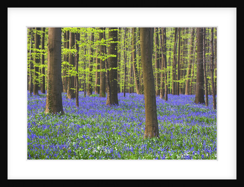 Bluebells Blooming in Beech Forest by Anonymous