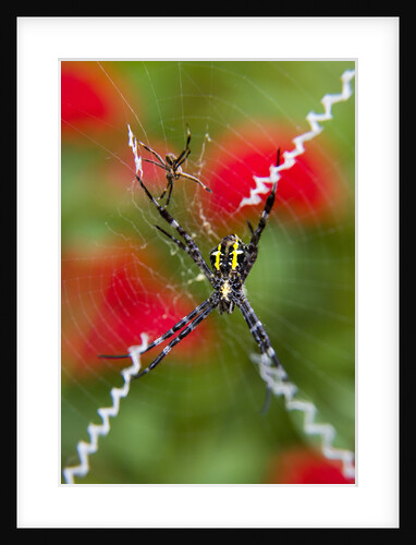 Male and Female Hawaiian Shadow Spider by Anonymous