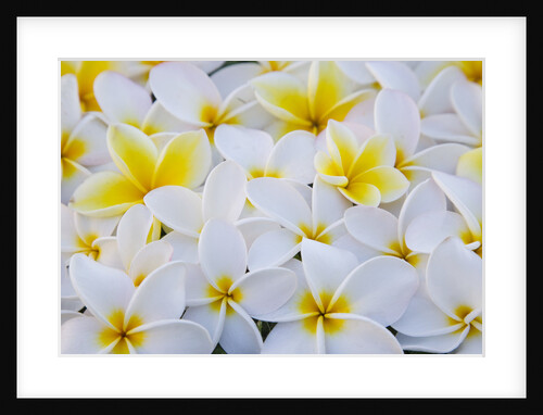 White and Yellow Frangipani by Anonymous