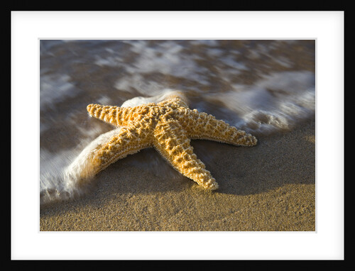 Starfish on Beach by Anonymous