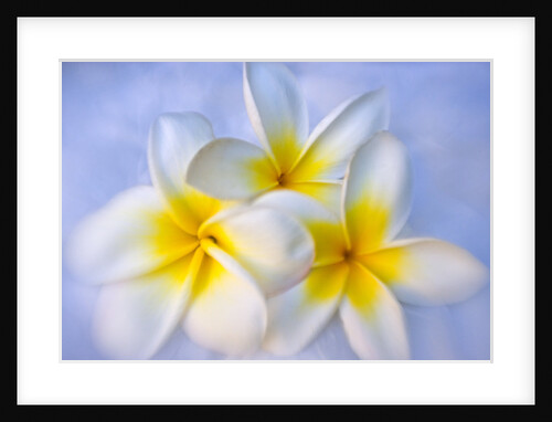 White and Yellow Frangipani Blossoms by Anonymous