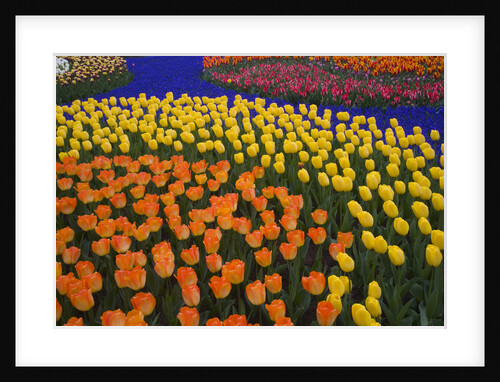 Tulips and Grape Hyacinths by Anonymous