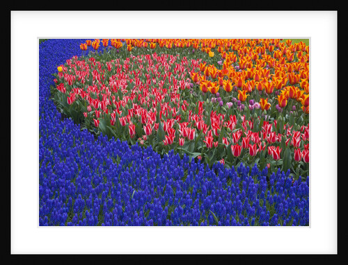 Grape Hyacinths and Tulips by Anonymous
