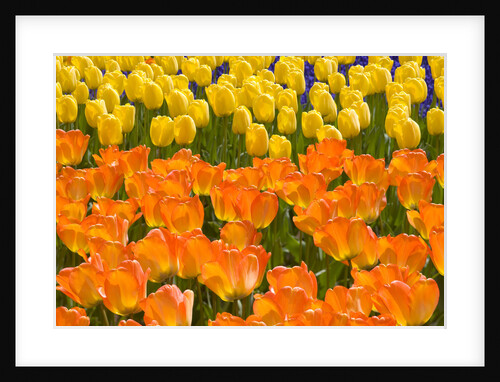 Orange and Yellow Tulips by Anonymous