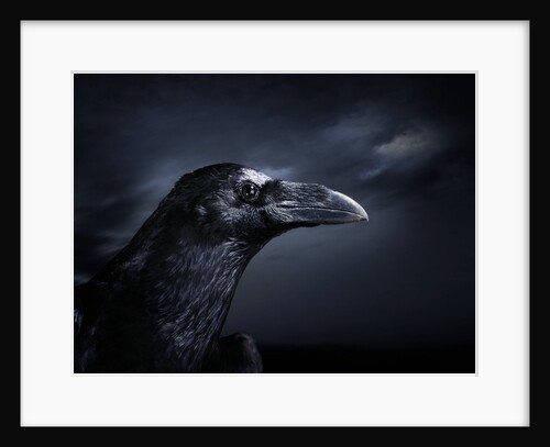 Profile of a Crow by Anonymous