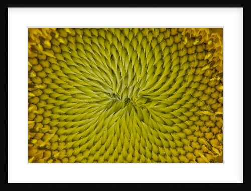 Sunflower by Anonymous