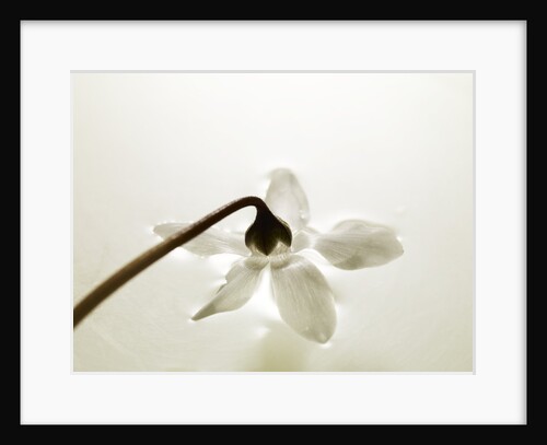 White Cyclamen by Anonymous