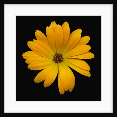 Yellow Crocus by Anonymous