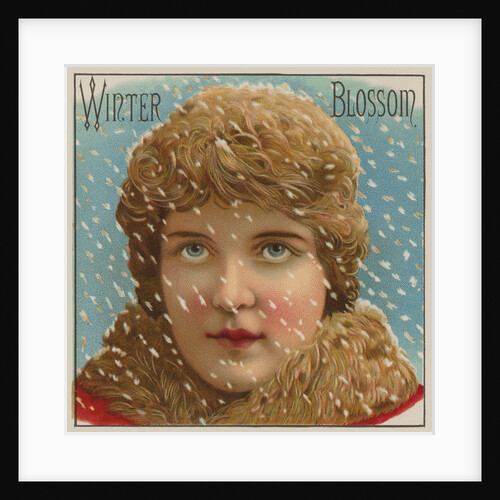 Winter Blossom Cigar Label by Anonymous