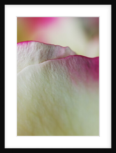 White and Red Rose Petal by Anonymous