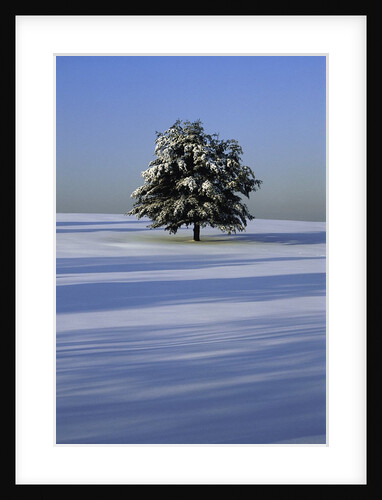 Tree in snow covered landscape by Anonymous