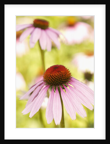 Purple coneflowers (Echinacea purpurea) by Anonymous