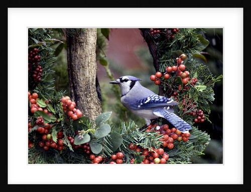 Blue Jay by Anonymous