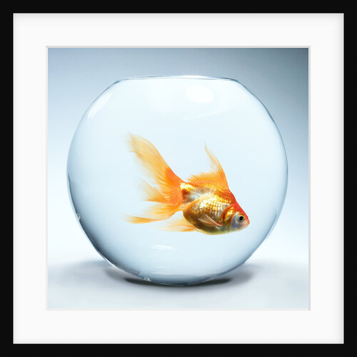 Goldfish in fishbowl by Anonymous