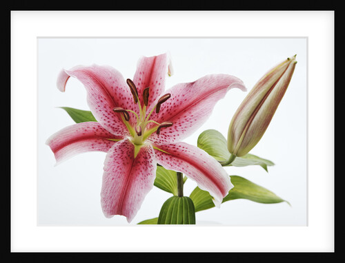 Stargazer Lily by Anonymous