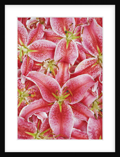 Stargazer Lilies by Anonymous