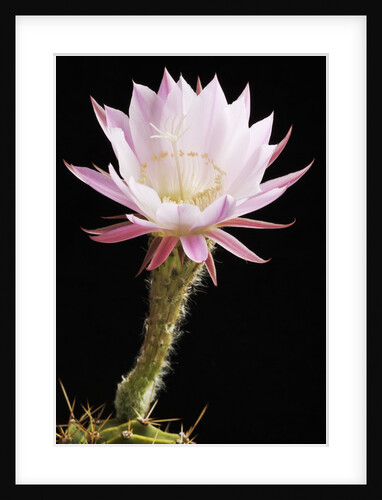 Cactus Flower by Anonymous