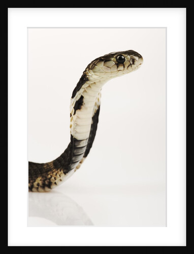 Chinese Cobra by Anonymous
