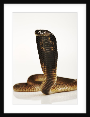 Moroccan Cobra by Anonymous