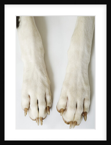 Great Dane Paws by Anonymous