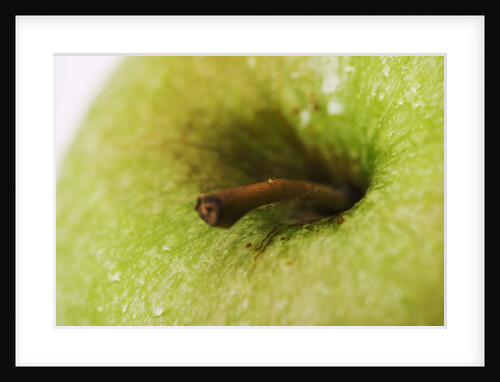 Apple Stem by Anonymous