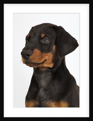 Doberman Pinscher Puppy by Anonymous