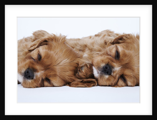Cavalier King Charles Spaniel Puppies Lying Down by Anonymous