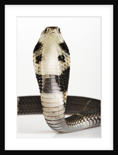 Chinese Cobra by Anonymous