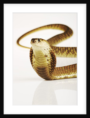 Snouted Cobra by Anonymous