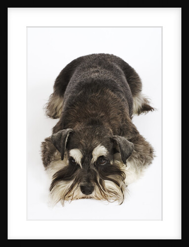 Miniature Schnauzer by Anonymous