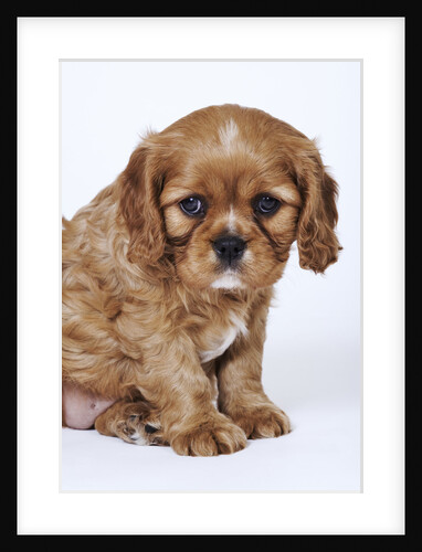Cavalier King Charles Spaniel Puppy by Anonymous