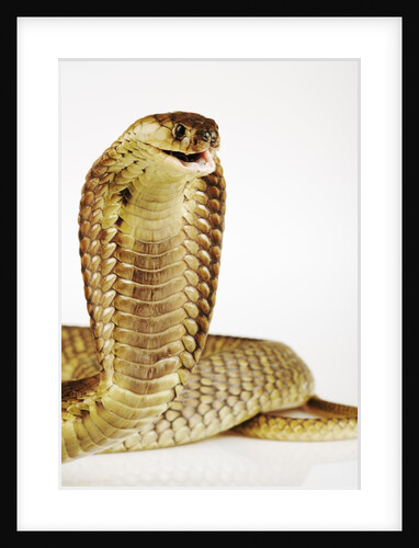 Snouted Cobra by Anonymous