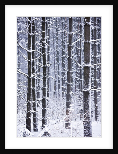 Snow-covered Trees in Forest by Anonymous