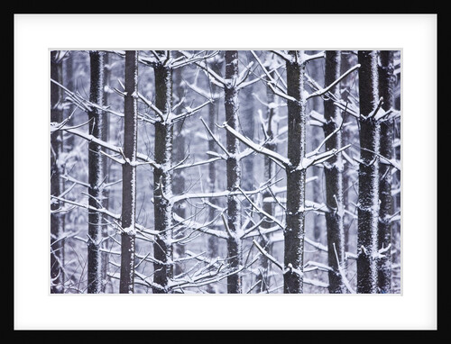 Snow-covered Trees in Forest by Anonymous