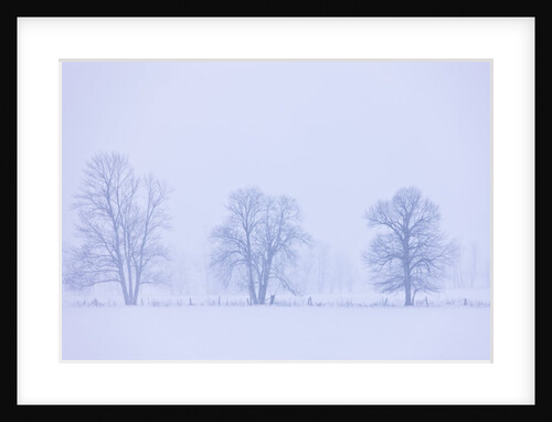 Trees and Fence in Field by Anonymous