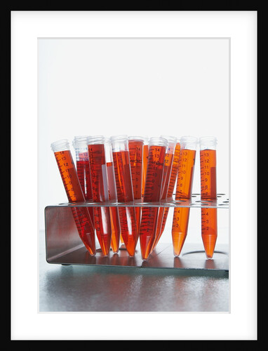 Test tubes filled with orange liquid by Anonymous