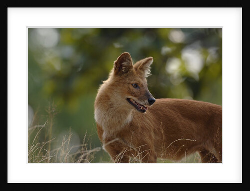 Dhole in Bandhavgarh National Park by Anonymous