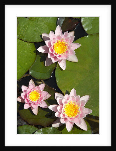 Water lilies by Anonymous