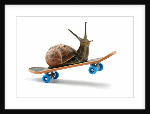 Snail Riding Skateboard by Anonymous