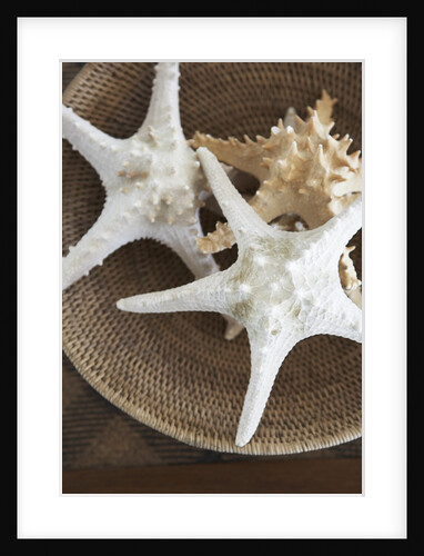 Starfish in a basket by Anonymous