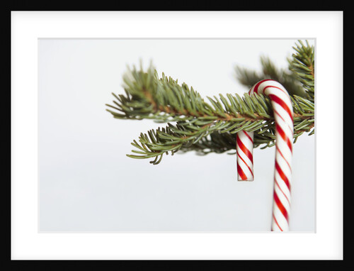 Candy cane hanging on Christmas tree branch by Anonymous