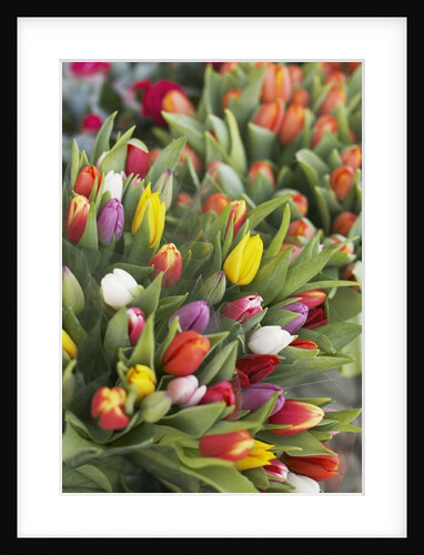 Bunches of colorful tulips by Anonymous