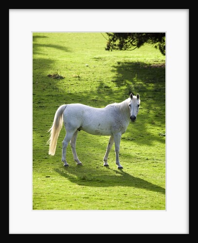 White Stallion in Grass Covered Field by Anonymous