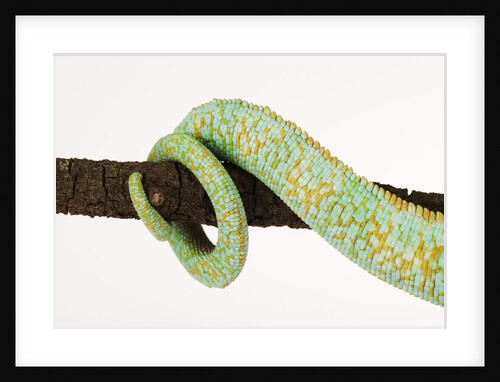 Veiled Chameleon Tail Wrapped Around Twig by Anonymous