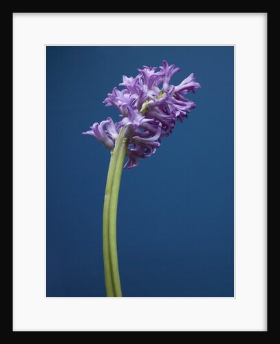 Purple hyacinth by Anonymous